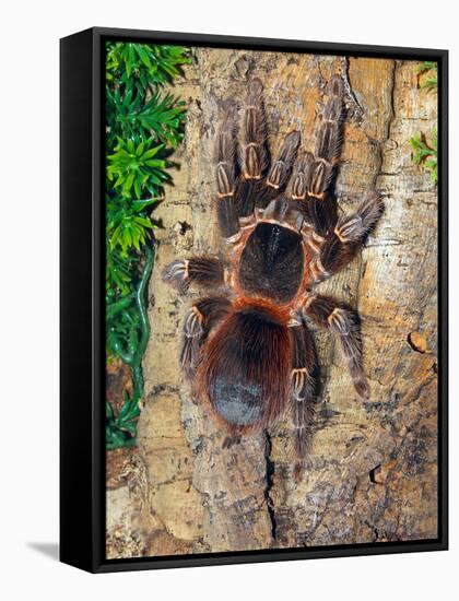 Brazilian Fire Red, One of the Biggest Tarantula Giants, Brazil, South America-Raj Kamal-Framed Stretched Canvas