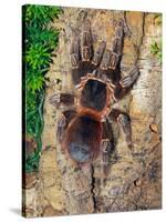 Brazilian Fire Red, One of the Biggest Tarantula Giants, Brazil, South America-Raj Kamal-Stretched Canvas