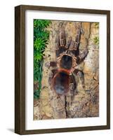 Brazilian Fire Red, One of the Biggest Tarantula Giants, Brazil, South America-Raj Kamal-Framed Photographic Print