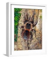 Brazilian Fire Red, One of the Biggest Tarantula Giants, Brazil, South America-Raj Kamal-Framed Photographic Print