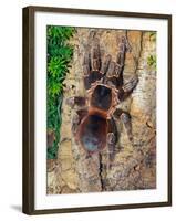 Brazilian Fire Red, One of the Biggest Tarantula Giants, Brazil, South America-Raj Kamal-Framed Photographic Print