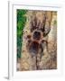 Brazilian Fire Red, One of the Biggest Tarantula Giants, Brazil, South America-Raj Kamal-Framed Photographic Print