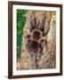 Brazilian Fire Red, One of the Biggest Tarantula Giants, Brazil, South America-Raj Kamal-Framed Photographic Print