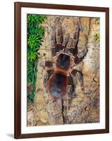 Brazilian Fire Red, One of the Biggest Tarantula Giants, Brazil, South America-Raj Kamal-Framed Photographic Print