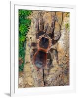 Brazilian Fire Red, One of the Biggest Tarantula Giants, Brazil, South America-Raj Kamal-Framed Photographic Print