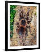 Brazilian Fire Red, One of the Biggest Tarantula Giants, Brazil, South America-Raj Kamal-Framed Photographic Print