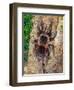 Brazilian Fire Red, One of the Biggest Tarantula Giants, Brazil, South America-Raj Kamal-Framed Premium Photographic Print