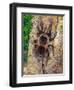 Brazilian Fire Red, One of the Biggest Tarantula Giants, Brazil, South America-Raj Kamal-Framed Premium Photographic Print