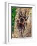 Brazilian Fire Red, One of the Biggest Tarantula Giants, Brazil, South America-Raj Kamal-Framed Premium Photographic Print