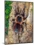 Brazilian Fire Red, One of the Biggest Tarantula Giants, Brazil, South America-Raj Kamal-Mounted Premium Photographic Print