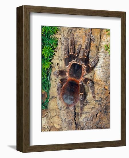 Brazilian Fire Red, One of the Biggest Tarantula Giants, Brazil, South America-Raj Kamal-Framed Photographic Print