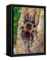 Brazilian Fire Red, One of the Biggest Tarantula Giants, Brazil, South America-Raj Kamal-Framed Stretched Canvas