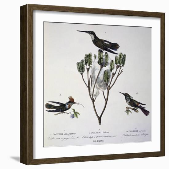 Brazilian Hummingbird, Color Engraving from Birds of a New Species by Brazil, Plate Lxxxii-Johann Baptist Ritter Von Spix-Framed Giclee Print