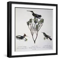 Brazilian Hummingbird, Color Engraving from Birds of a New Species by Brazil, Plate Lxxxii-Johann Baptist Ritter Von Spix-Framed Giclee Print