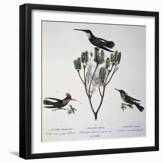 Brazilian Hummingbird, Color Engraving from Birds of a New Species by Brazil, Plate Lxxxii-Johann Baptist Ritter Von Spix-Framed Giclee Print