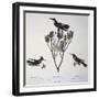 Brazilian Hummingbird, Color Engraving from Birds of a New Species by Brazil, Plate Lxxxii-Johann Baptist Ritter Von Spix-Framed Giclee Print