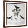 Brazilian Hummingbird, Color Engraving from Birds of a New Species by Brazil, Plate Lxxxii-Johann Baptist Ritter Von Spix-Framed Giclee Print