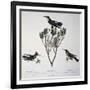 Brazilian Hummingbird, Color Engraving from Birds of a New Species by Brazil, Plate Lxxxii-Johann Baptist Ritter Von Spix-Framed Giclee Print