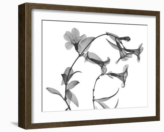 Brazilian Jasmine-Albert Koetsier-Framed Art Print