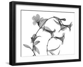 Brazilian Jasmine-Albert Koetsier-Framed Art Print