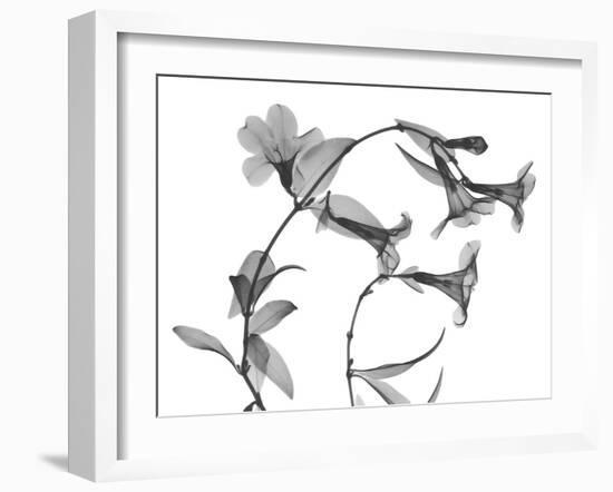 Brazilian Jasmine-Albert Koetsier-Framed Art Print