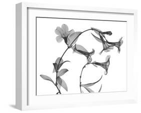 Brazilian Jasmine-Albert Koetsier-Framed Art Print