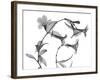 Brazilian Jasmine-Albert Koetsier-Framed Art Print