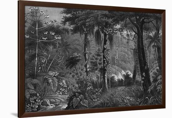 Brazilian Rainforest-null-Framed Art Print