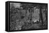 Brazilian Rainforest-null-Framed Stretched Canvas