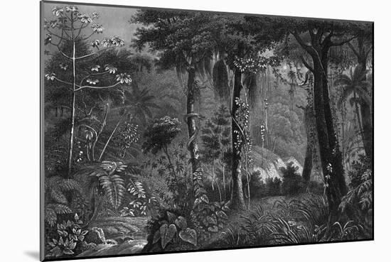 Brazilian Rainforest-null-Mounted Art Print