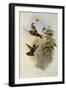 Brazilian Ruby, Clytol?ma Rubinea-John Gould-Framed Giclee Print