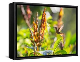 Brazilian Ruby Hummingbird, Clytolaema Rubricauda, Mid Flight Feeding from a Flower-Alex Saberi-Framed Stretched Canvas