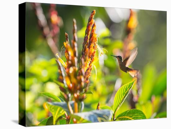 Brazilian Ruby Hummingbird, Clytolaema Rubricauda, Mid Flight Feeding from a Flower-Alex Saberi-Stretched Canvas