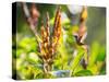 Brazilian Ruby Hummingbird, Clytolaema Rubricauda, Mid Flight Feeding from a Flower-Alex Saberi-Stretched Canvas