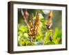 Brazilian Ruby Hummingbird, Clytolaema Rubricauda, Mid Flight Feeding from a Flower-Alex Saberi-Framed Photographic Print