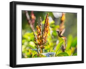 Brazilian Ruby Hummingbird, Clytolaema Rubricauda, Mid Flight Feeding from a Flower-Alex Saberi-Framed Photographic Print