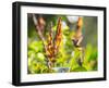 Brazilian Ruby Hummingbird, Clytolaema Rubricauda, Mid Flight Feeding from a Flower-Alex Saberi-Framed Photographic Print