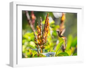 Brazilian Ruby Hummingbird, Clytolaema Rubricauda, Mid Flight Feeding from a Flower-Alex Saberi-Framed Photographic Print