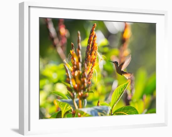 Brazilian Ruby Hummingbird, Clytolaema Rubricauda, Mid Flight Feeding from a Flower-Alex Saberi-Framed Photographic Print