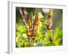 Brazilian Ruby Hummingbird, Clytolaema Rubricauda, Mid Flight Feeding from a Flower-Alex Saberi-Framed Photographic Print