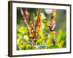 Brazilian Ruby Hummingbird, Clytolaema Rubricauda, Mid Flight Feeding from a Flower-Alex Saberi-Framed Photographic Print