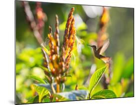 Brazilian Ruby Hummingbird, Clytolaema Rubricauda, Mid Flight Feeding from a Flower-Alex Saberi-Mounted Photographic Print