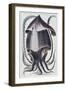 Brazilian Squid - after Denys Montfort in “Histoire Naturelle Générale Et Peculiar Des Mollusques”,-Unknown Artist-Framed Giclee Print