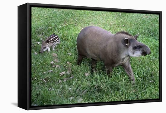 Brazilian Tapir Mother with Baby-Hal Beral-Framed Stretched Canvas