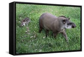 Brazilian Tapir Mother with Baby-Hal Beral-Framed Stretched Canvas