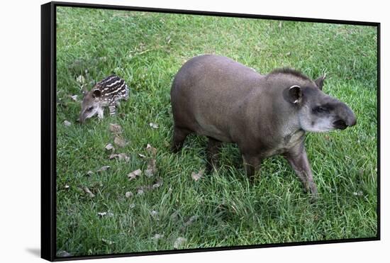 Brazilian Tapir Mother with Baby-Hal Beral-Framed Stretched Canvas