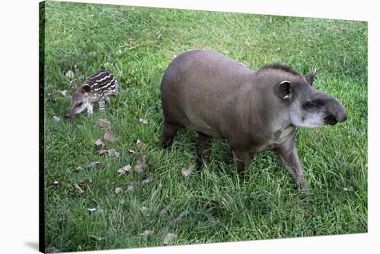 Brazilian Tapir Mother with Baby-Hal Beral-Stretched Canvas