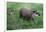 Brazilian Tapir Mother with Baby-Hal Beral-Framed Photographic Print