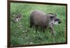 Brazilian Tapir Mother with Baby-Hal Beral-Framed Photographic Print