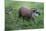 Brazilian Tapir Mother with Baby-Hal Beral-Mounted Photographic Print